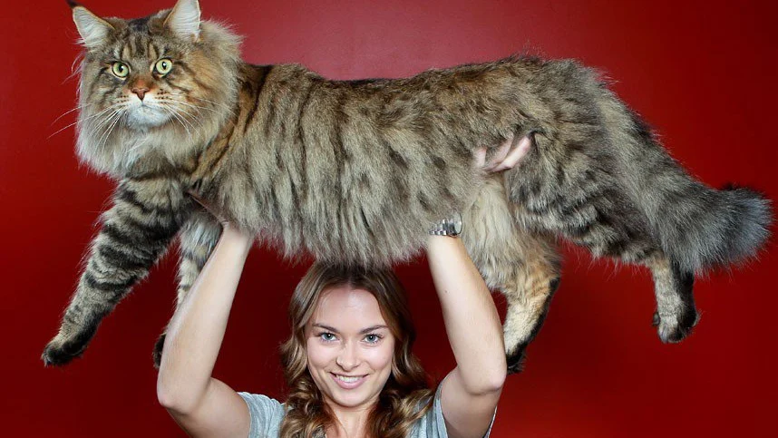 Maine Coon Cats: Size, Temperament, Grooming, and Health