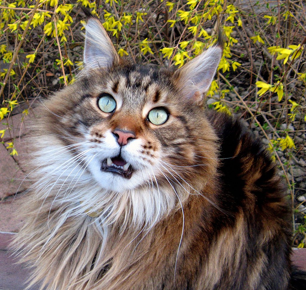 57 Top Pictures Maine Coon Cat Weight At 1 Year - Maine Coon Cat - Gentle Giants of the Feline World