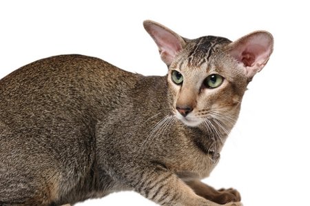 exotic looking cat breeds