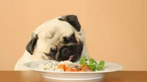 Best Food for Bulldogs: Weight, Skin, and Digestion