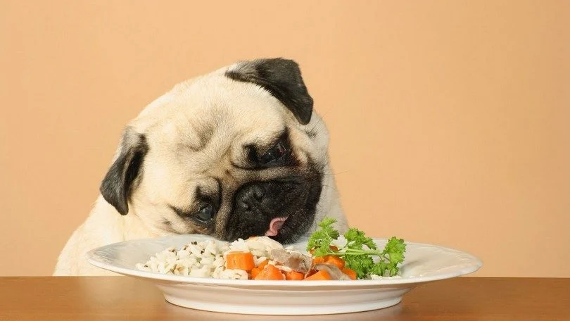 Best Food for Bulldogs: Weight, Skin, and Digestion