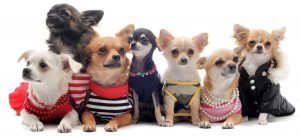 Chihuahua
