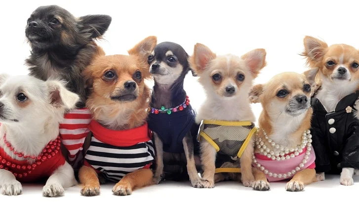 Best Dog Food for Chihuahuas: Tiny Portions, Complete Nutrition