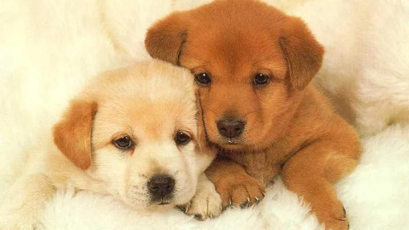 New Puppy Behavior: 14 Common Questions Answered
