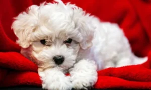 Dog Food for Shedding and Dry Skin: What Actually Helps