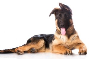 German Shepards