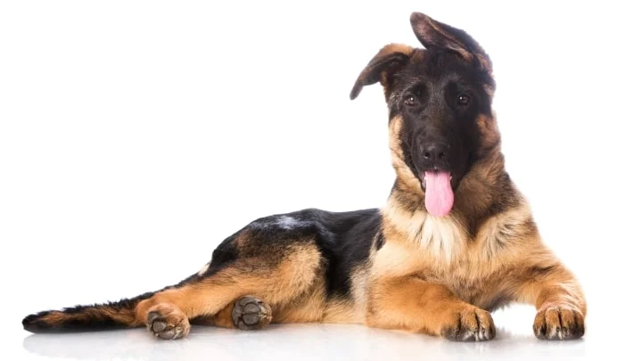 Best Food for German Shepherds: Growth and Digestion