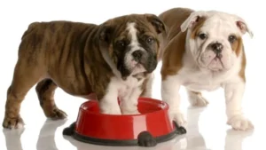 Best Dog Food for Picky Eaters: A Practical Feeding Guide