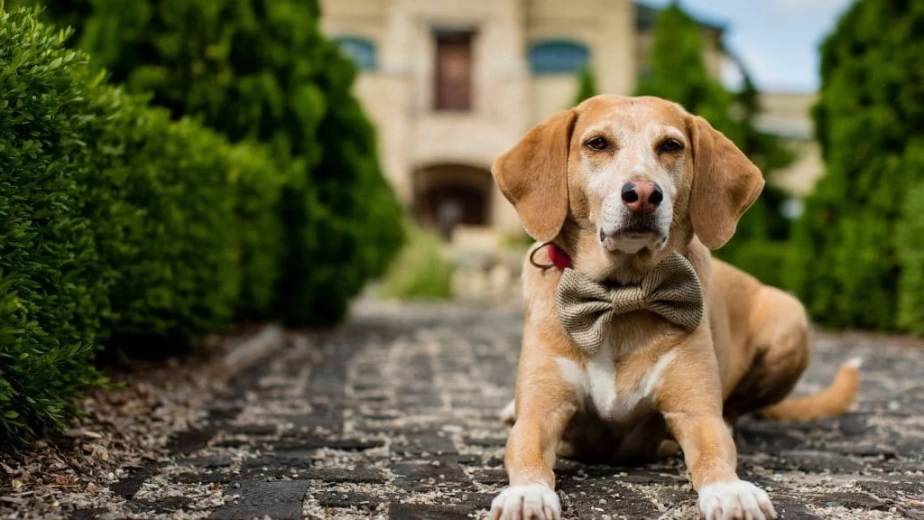 How to Teach a Dog Basic Manners With Reward-Based Training