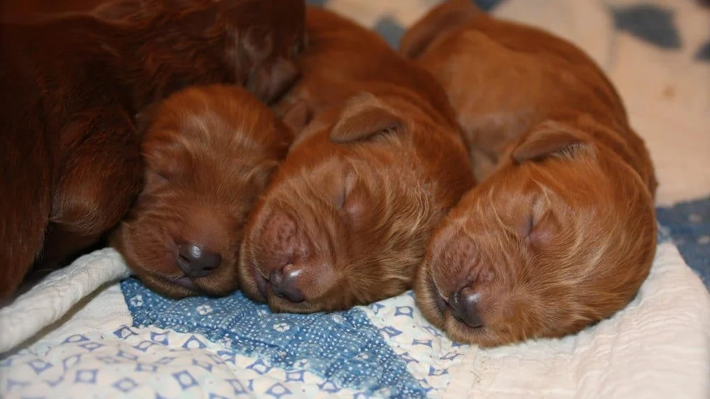 How to Choose a Puppy from a Litter: Health and Temperament