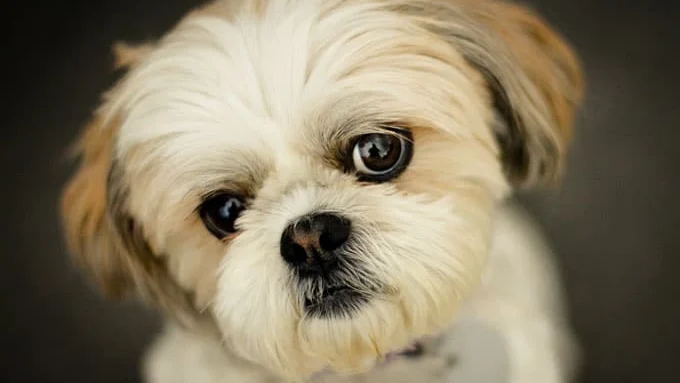 Best Dog Food for Shih Tzus: Skin, Weight, and Safe Eating
