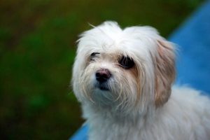 Best Dog Food For Small Dogs