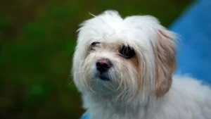 Best Dog Food for Small Dogs: Life Stage, Calories, and Kibble