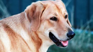 Best Dog Food for Labradors: Weight and Life-Stage Guide