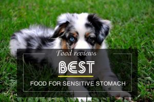 Best dog food for sensitive stomach