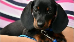 Best Dog Food for Dachshunds: Weight and Spine-Smart Feeding