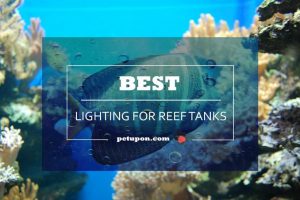 lighting for reef tanks