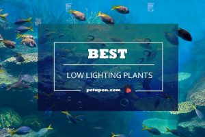 Low Lighting Aquarium Plants