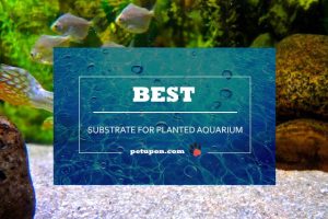Substrate for Planted Aquarium