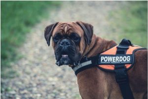 best dog food for boxers