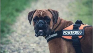 Best Dog Food for Boxers: Growth, Digestion, and GDV