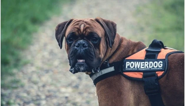 Best Dog Food for Boxers: Growth, Digestion, and GDV