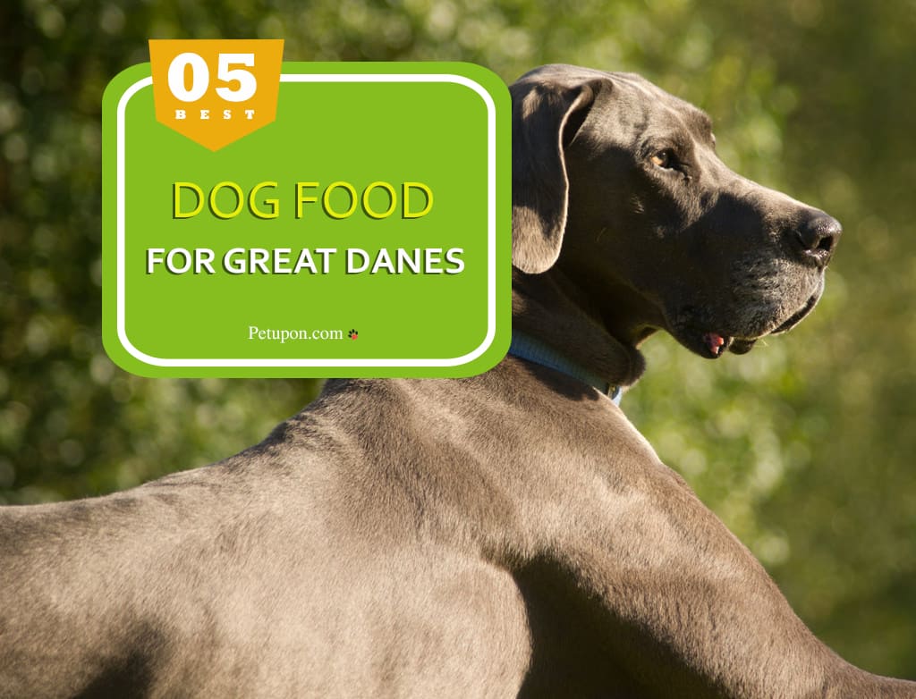 best dog foods for great danes