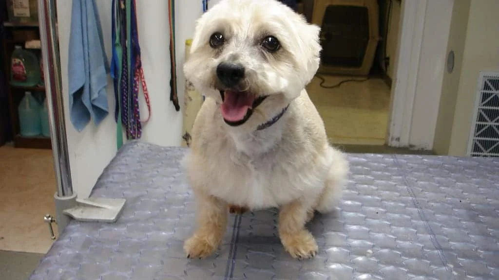 How to Groom a Dog's Face Safely