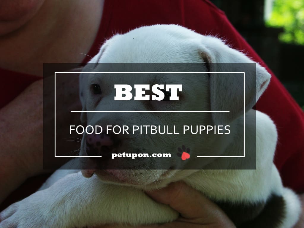 Best Pitbull Food Choosing the Ideal Nutrition for Your Pup