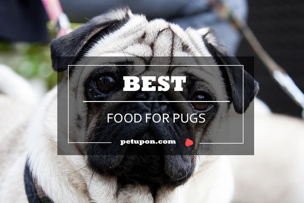 Pug Dog Food Chart In Hindi