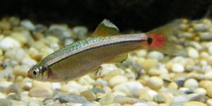 White_Cloud_Mountain_Minnow