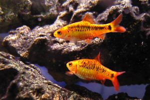 best freshwater fish Gold_Barb