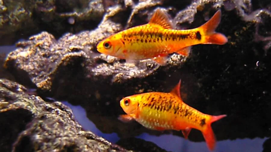 Best Freshwater Fish for Home Aquariums: Choose Responsibly