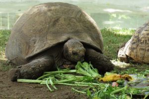 Best Turtle Food Reviews