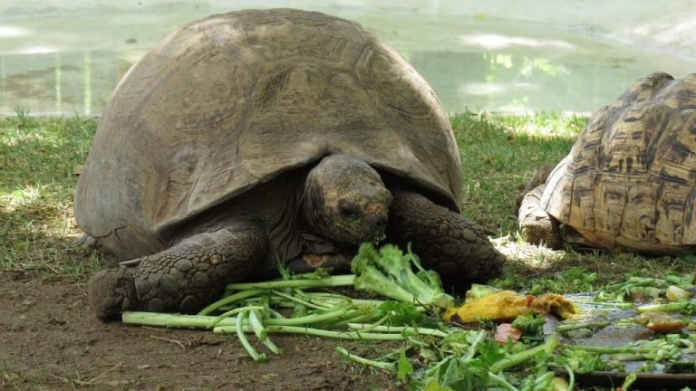 Best Turtle Food Reviews