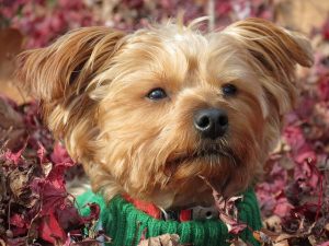 How to Groom a Morkie: Coat, Bathing, and Haircuts