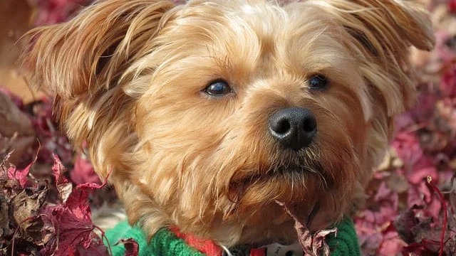 How to Groom a Morkie: Coat, Bathing, and Haircuts