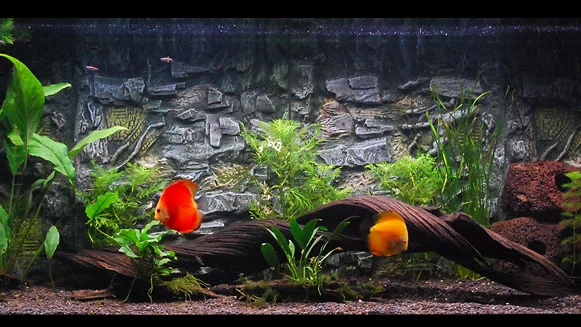 Best HOB Filters for Saltwater Aquariums: Capacity and Maintenance