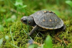 baby-turtle