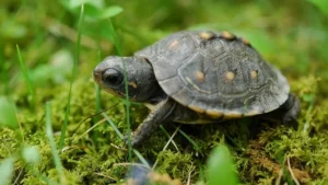 What Do Baby Turtles Eat? Species-Specific Feeding