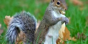 gray-squirrel-tree-squirrel-600x300