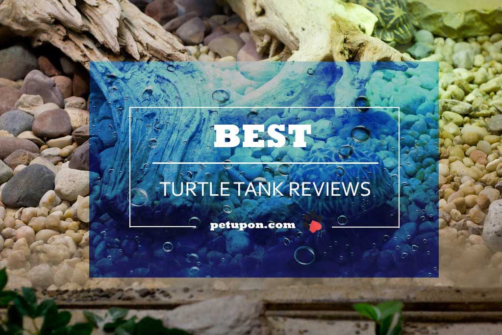 turtle tank review from petupon