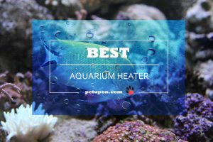 best aquarium heater