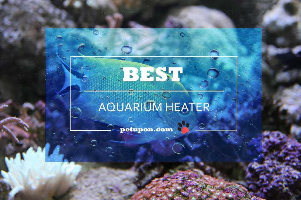 the 8 best aquarium