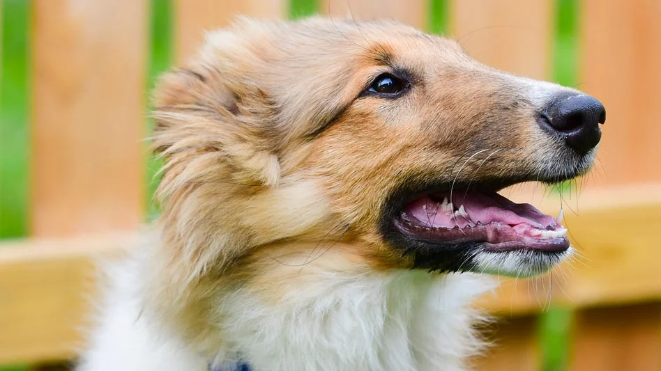 10-Week-Old Puppy Care: Training, Routine, and Health