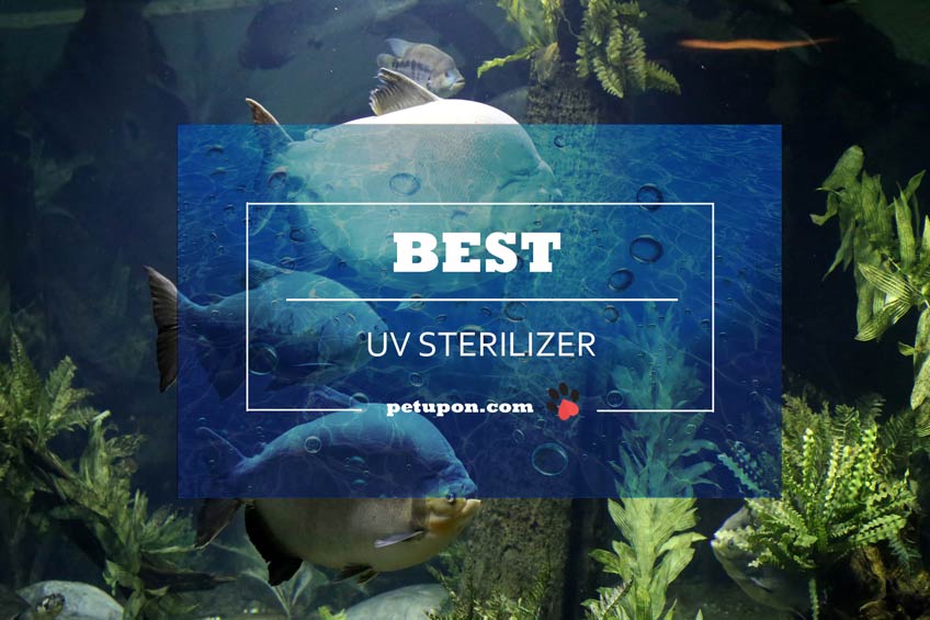 uv sterilizer for aquarium