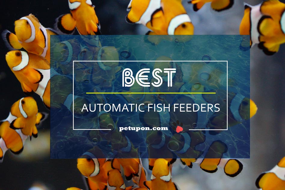 automatic fish feeder - Pet Upon reviews