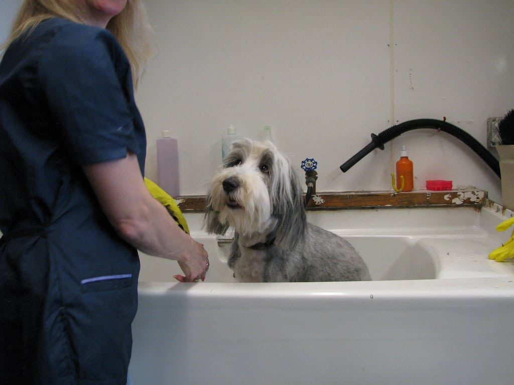 Bathing the dog