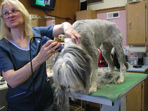 Clipping or pre-bath trimming