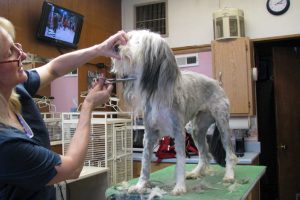 Dog Grooming scissors